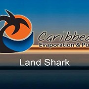 加勒比地区土地鲨鱼
